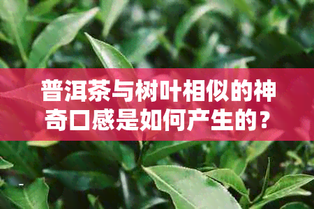 普洱茶与树叶相似的神奇口感是如何产生的？