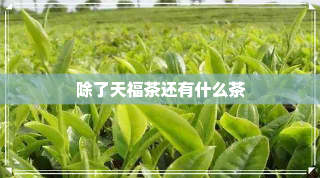 除了天福茶还有什么茶