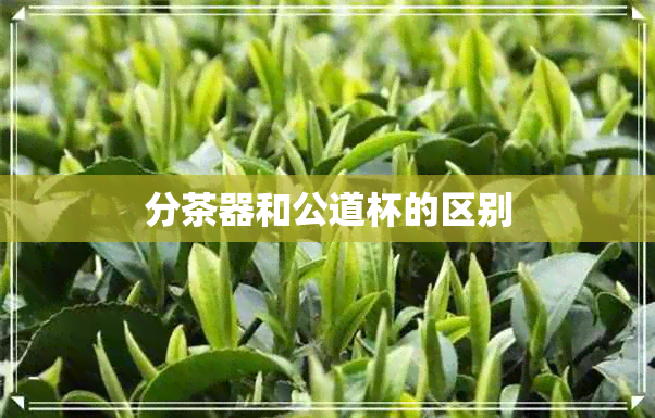 分茶器和公道杯的区别