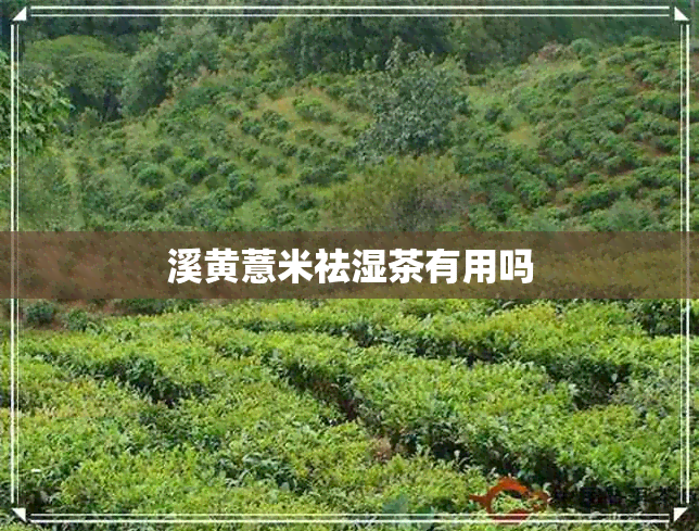 溪黄薏米祛湿茶有用吗