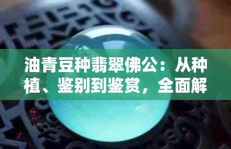 油青豆种翡翠佛公：从种植、鉴别到鉴赏，全面解析翡翠佛公的知识和魅力