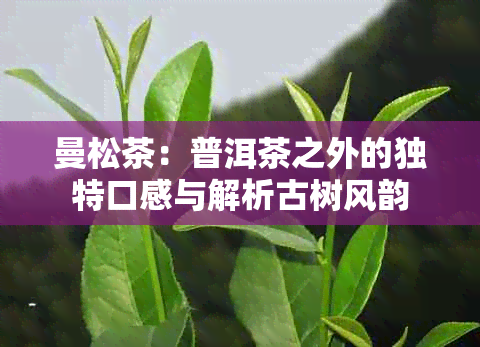 曼松茶：普洱茶之外的独特口感与解析古树风韵