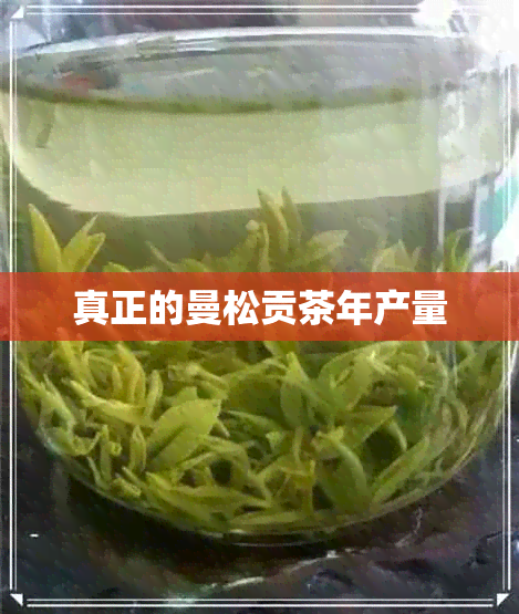 真正的曼松贡茶年产量