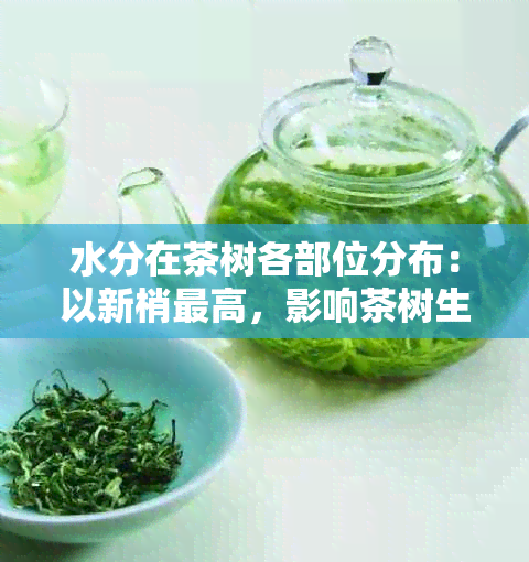 水分在茶树各部位分布：以新梢更高，影响茶树生长及叶含水量。