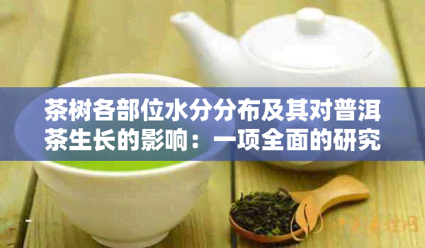 茶树各部位水分分布及其对普洱茶生长的影响：一项全面的研究