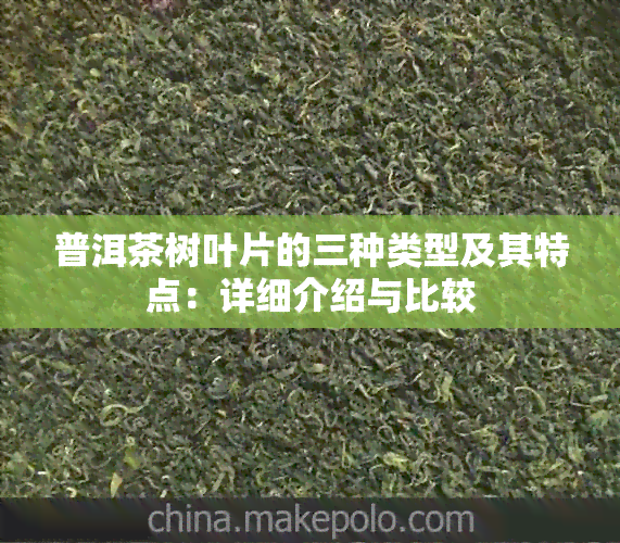 普洱茶树叶片的三种类型及其特点：详细介绍与比较