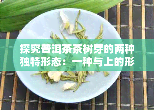 探究普洱茶茶树芽的两种独特形态：一种与上的形状相关，另一种则不涉及