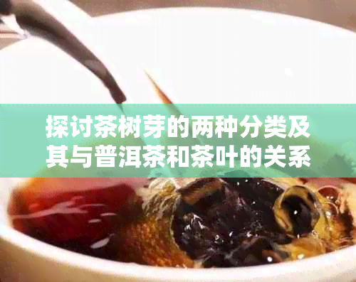 探讨茶树芽的两种分类及其与普洱茶和茶叶的关系