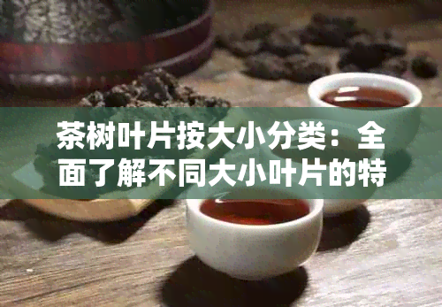 茶树叶片按大小分类：全面了解不同大小叶片的特点与用途