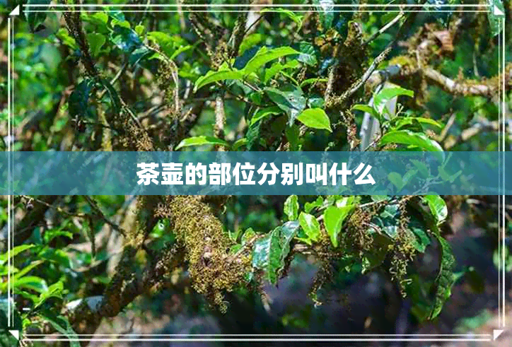 茶壶的部位分别叫什么