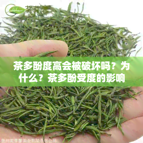 茶多酚度高会被破坏吗？为什么？茶多酚受度的影响吗？