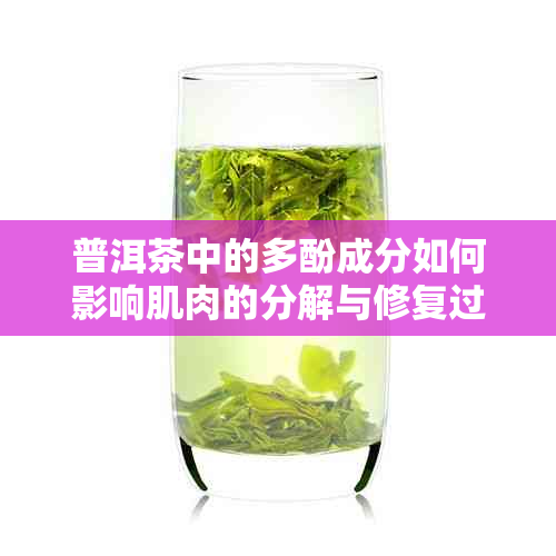 普洱茶中的多酚成分如何影响肌肉的分解与修复过程：一项研究综述