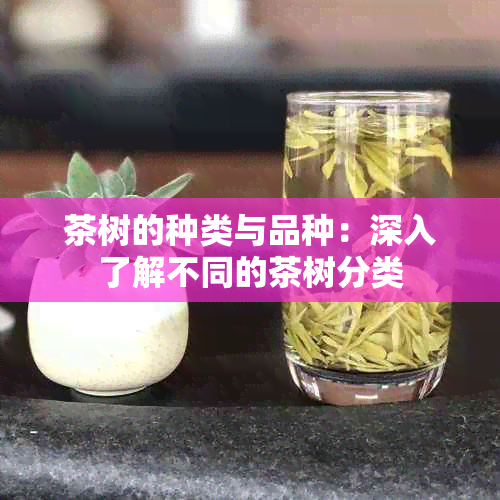 茶树的种类与品种：深入了解不同的茶树分类