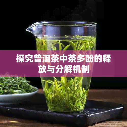 探究普洱茶中茶多酚的释放与分解机制