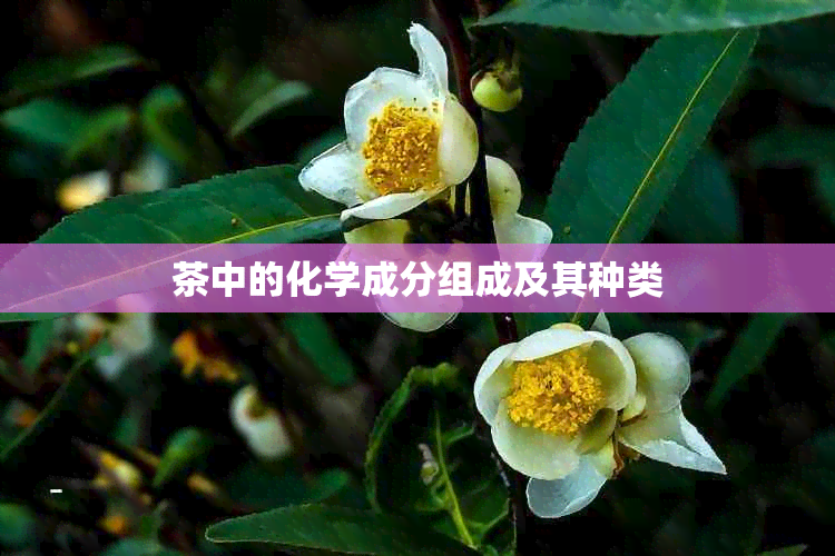 茶中的化学成分组成及其种类