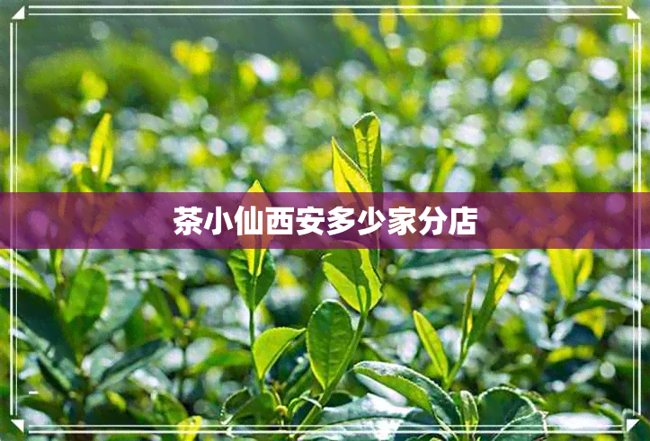 茶小仙西安多少家分店