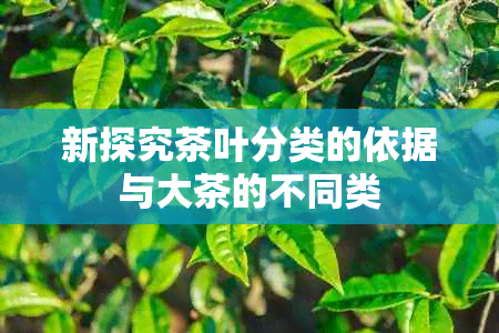 新探究茶叶分类的依据与大茶的不同类