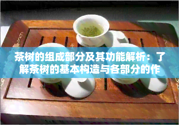 茶树的组成部分及其功能解析：了解茶树的基本构造与各部分的作用