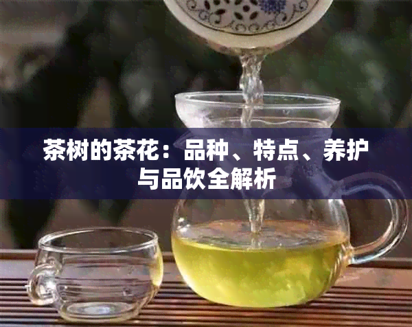 茶树的茶花：品种、特点、养护与品饮全解析