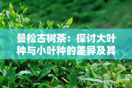 曼松古树茶：探讨大叶种与小叶种的差异及其普洱茶特点