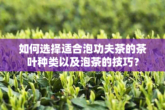 如何选择适合泡功夫茶的茶叶种类以及泡茶的技巧？