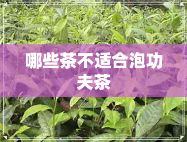 哪些茶不适合泡功夫茶