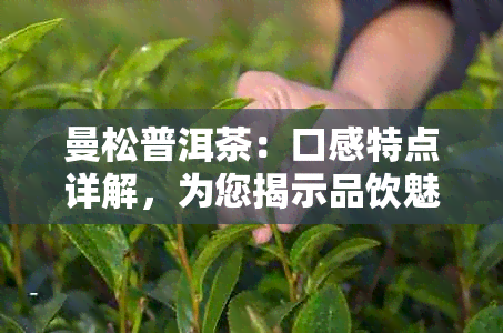 曼松普洱茶：口感特点详解，为您揭示品饮魅力与独特风味