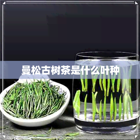 曼松古树茶是什么叶种