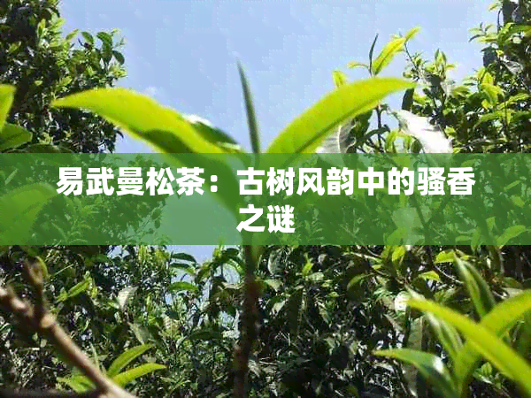 易武曼松茶：古树风韵中的骚香之谜