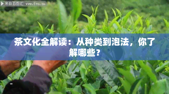 茶文化全解读：从种类到泡法，你了解哪些？