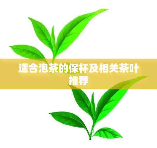 适合泡茶的保杯及相关茶叶推荐