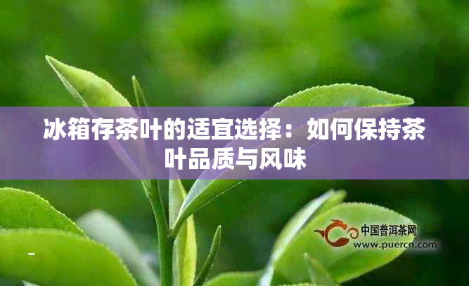 冰箱存茶叶的适宜选择：如何保持茶叶品质与风味