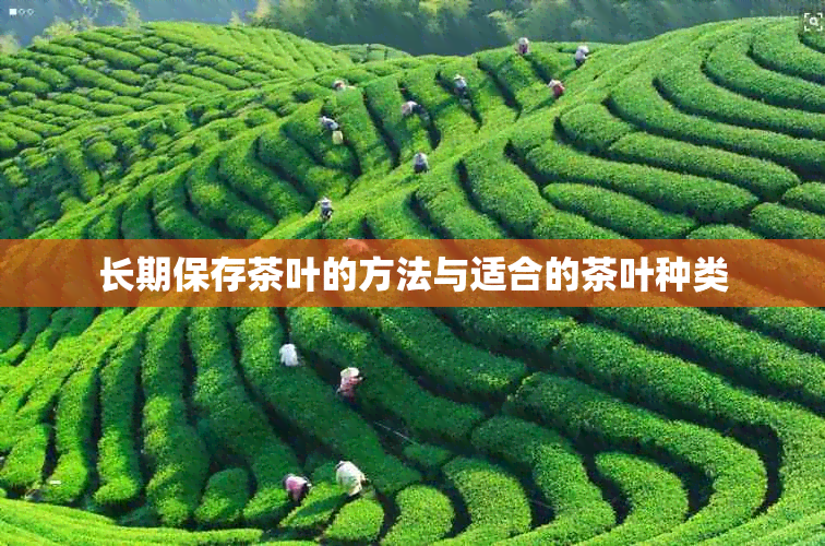 长期保存茶叶的方法与适合的茶叶种类