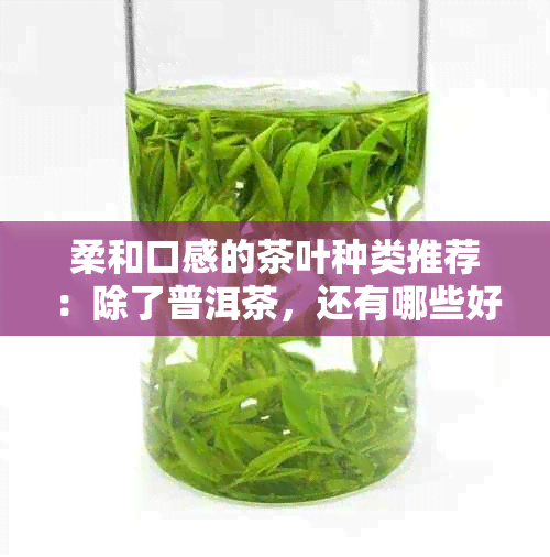 柔和口感的茶叶种类推荐：除了普洱茶，还有哪些好喝的选择？