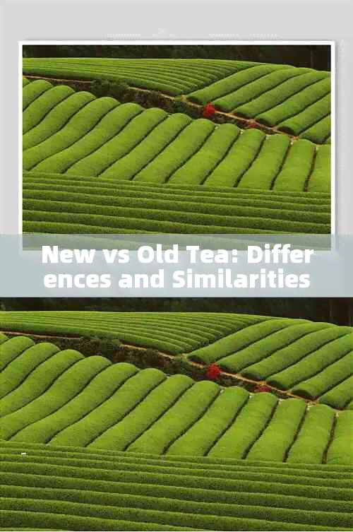 New vs Old Tea: Differences and Similarities