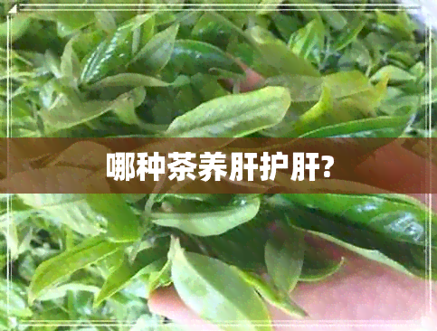 哪种茶养肝护肝?