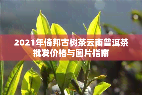 2021年倚邦古树茶云南普洱茶批发价格与图片指南