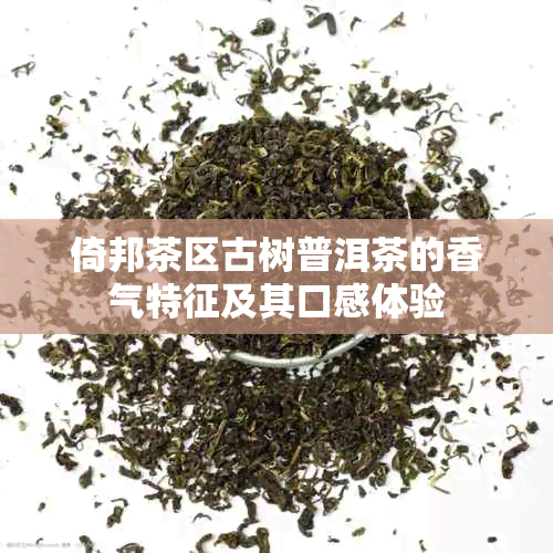 倚邦茶区古树普洱茶的香气特征及其口感体验