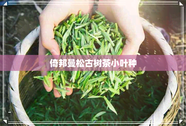 倚邦曼松古树茶小叶种