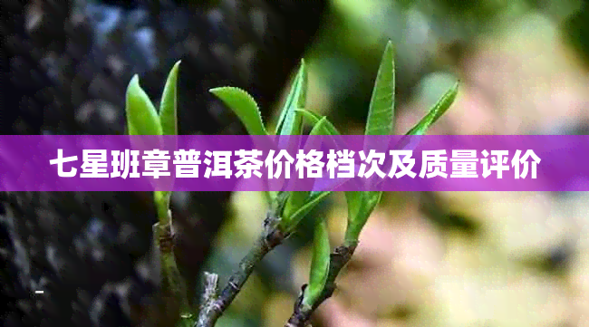 七星班章普洱茶价格档次及质量评价