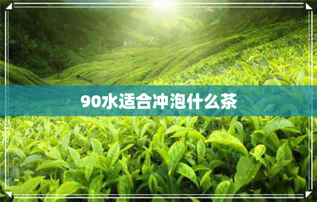 90水适合冲泡什么茶