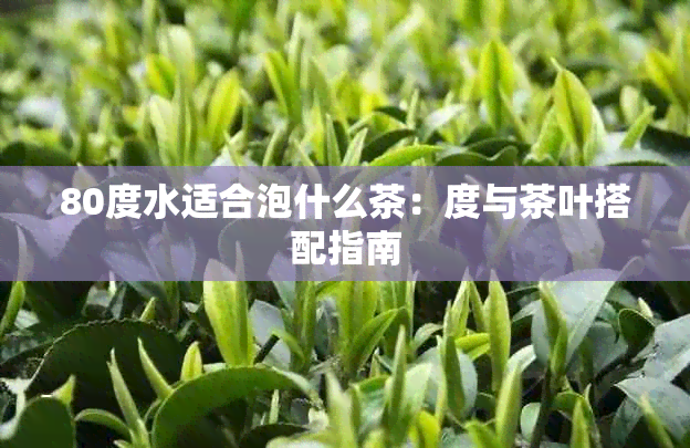 80度水适合泡什么茶：度与茶叶搭配指南