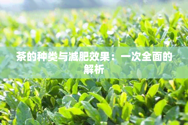 茶的种类与减肥效果：一次全面的解析