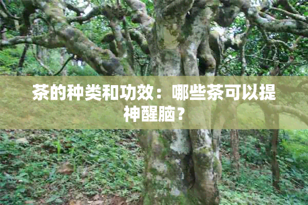 茶的种类和功效：哪些茶可以提神醒脑？