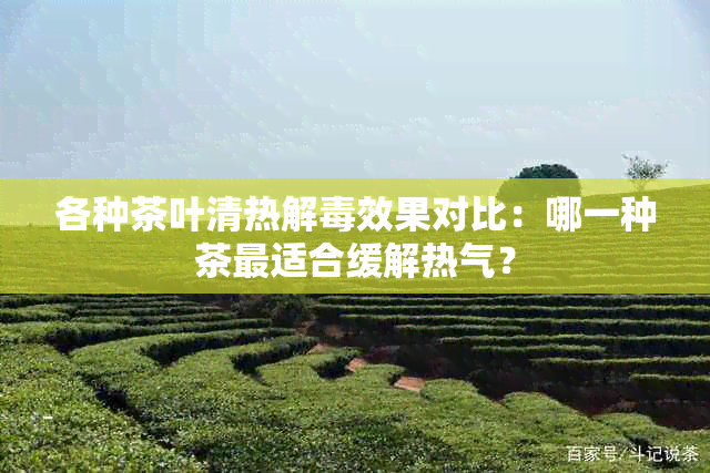 各种茶叶清热解效果对比：哪一种茶最适合缓解热气？