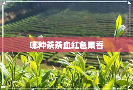 哪种茶茶血红色果香