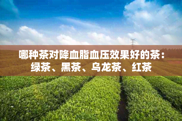 哪种茶对降血脂血压效果好的茶：绿茶、黑茶、乌龙茶、红茶