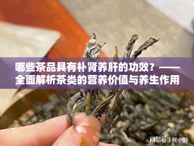 哪些茶品具有补肾养肝的功效？——全面解析茶类的营养价值与养生作用