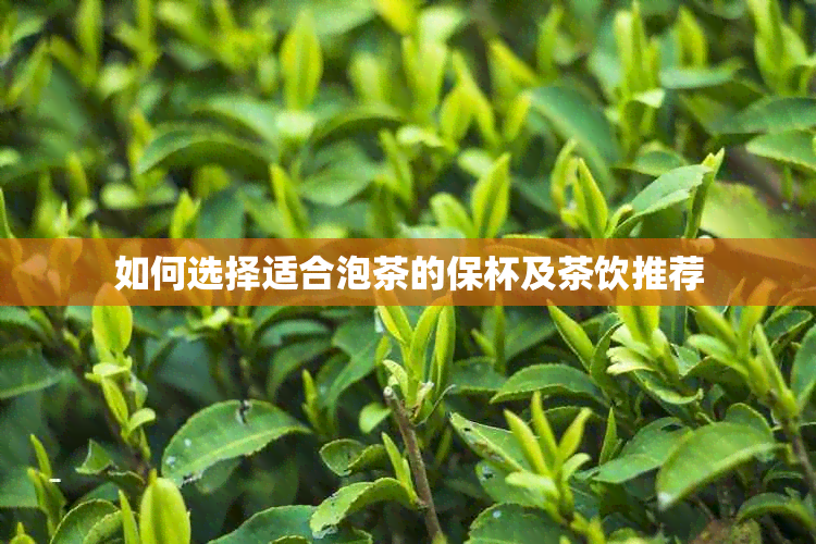 如何选择适合泡茶的保杯及茶饮推荐