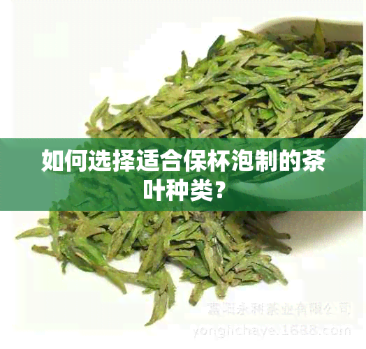 如何选择适合保杯泡制的茶叶种类？